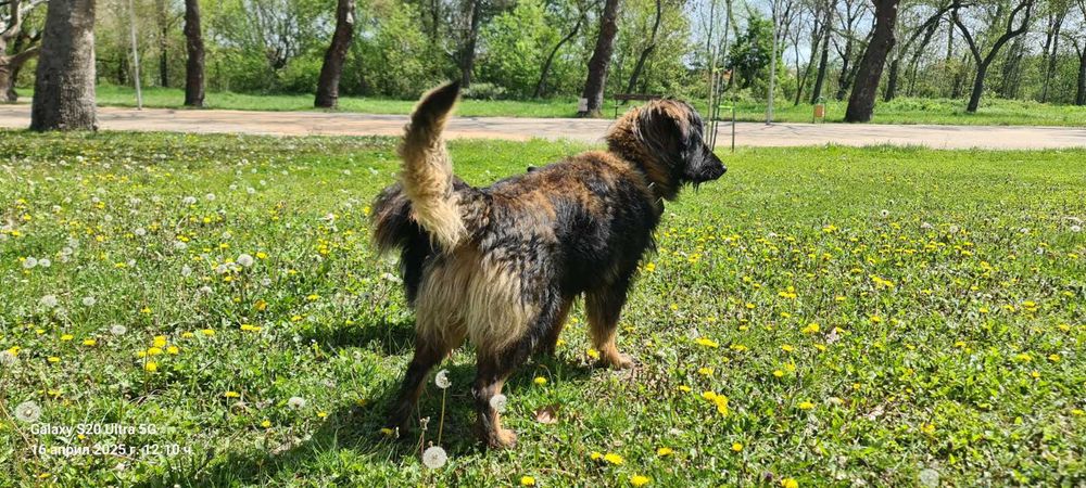 подарявам мъжко куче