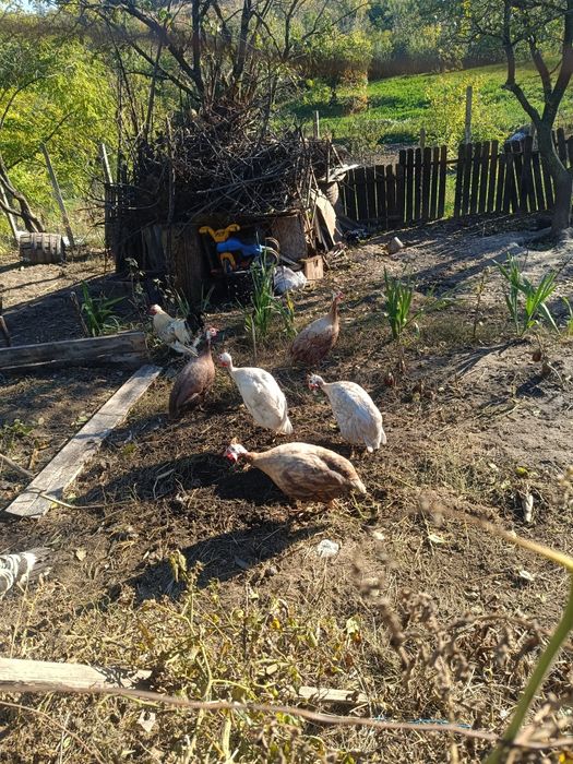 Bibilici maro și alb