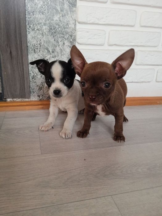 Продается щенки чихуахуа