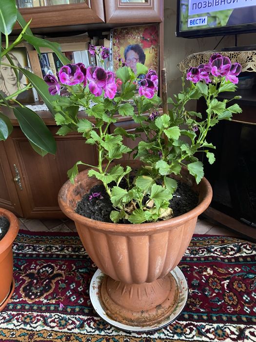 Королевская герань