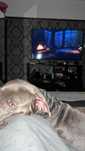 Vand caine American bully xl