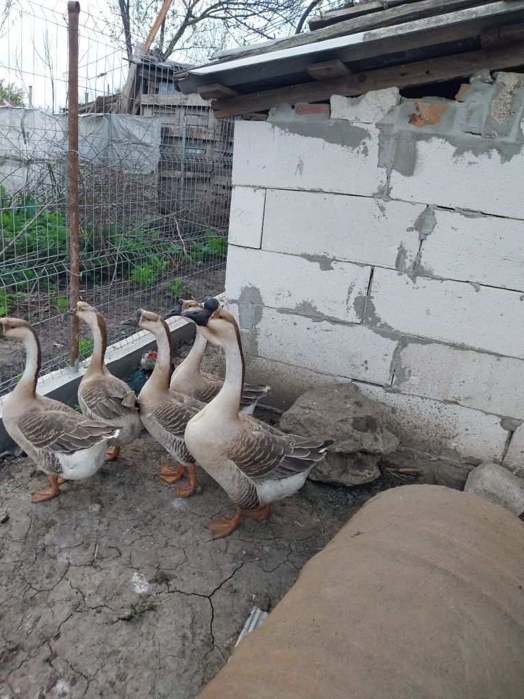 Vând  fam. de gâște