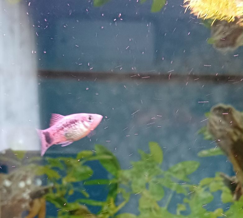 Продаю пецилию, самец