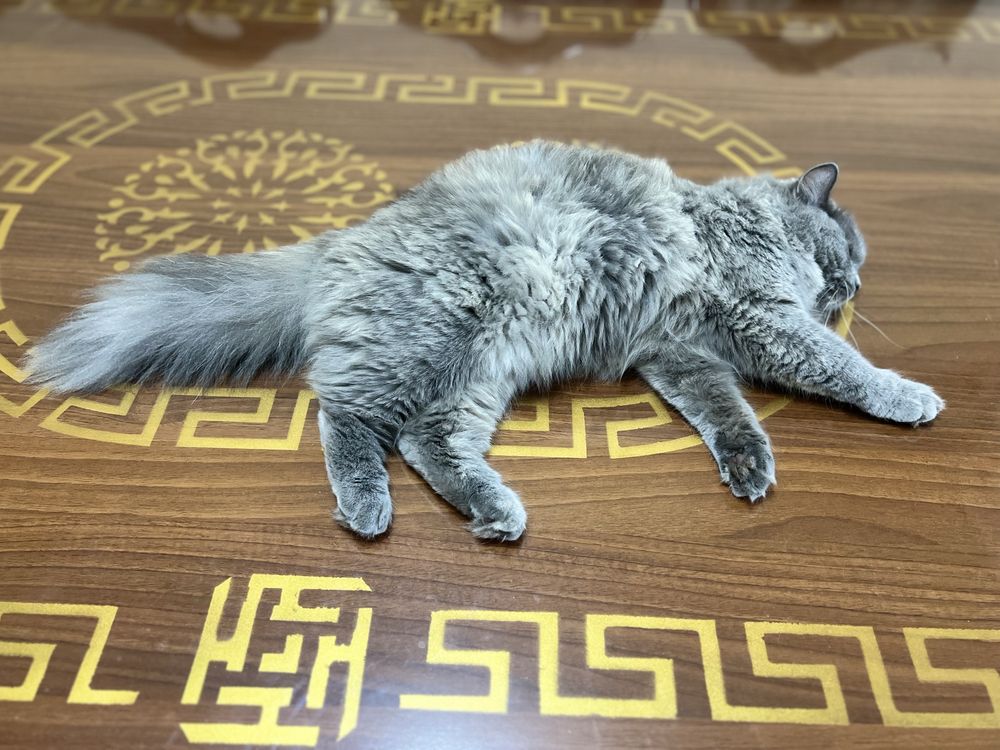 Британская длинношёрстная кошка