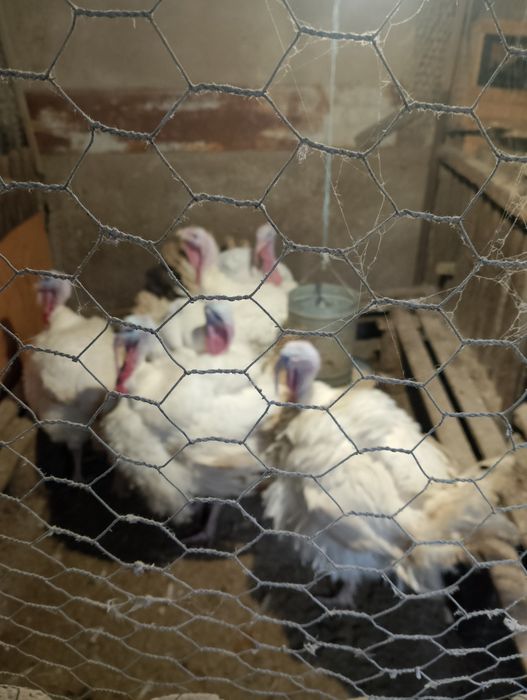 Пуки и пуяаци домашни