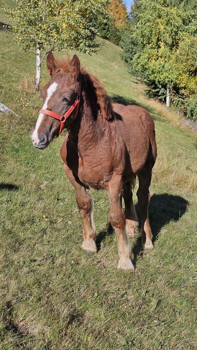 Vand mânz de 5 luni