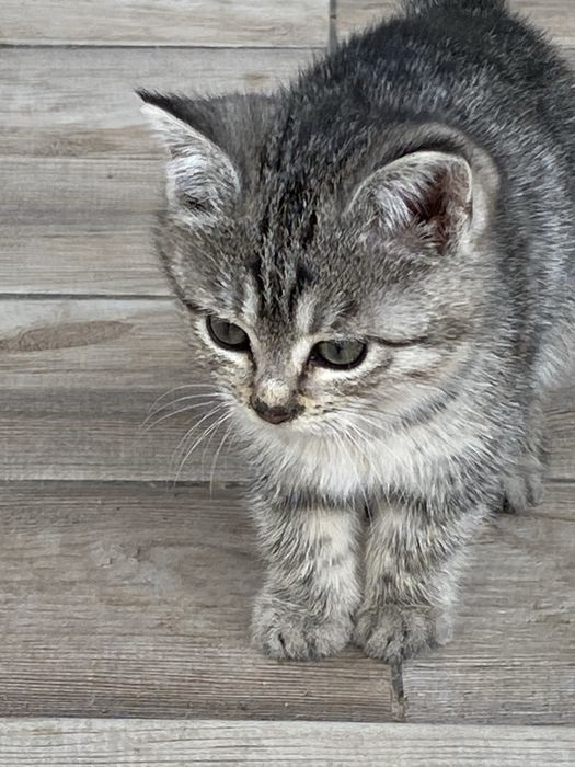 Котята милые красивые котятки