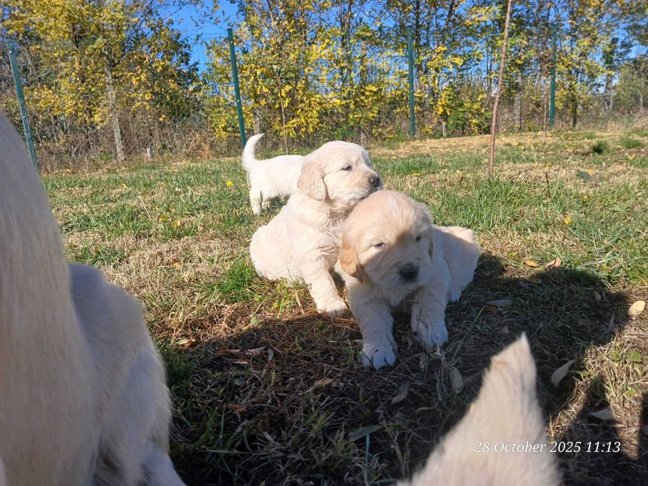 Catei de golden retrivier cu pedigree isi cauta stapan