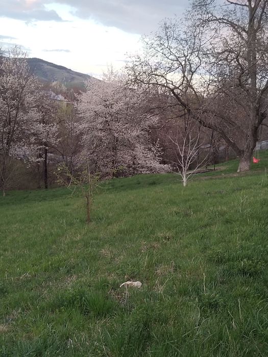 Vând teren intravilan