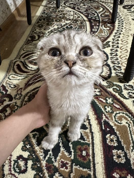 Продаётся кошка Пародистый