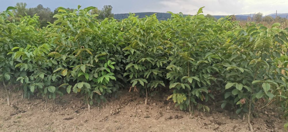 Nuci anul 2 de vânzare diferite mărimi
