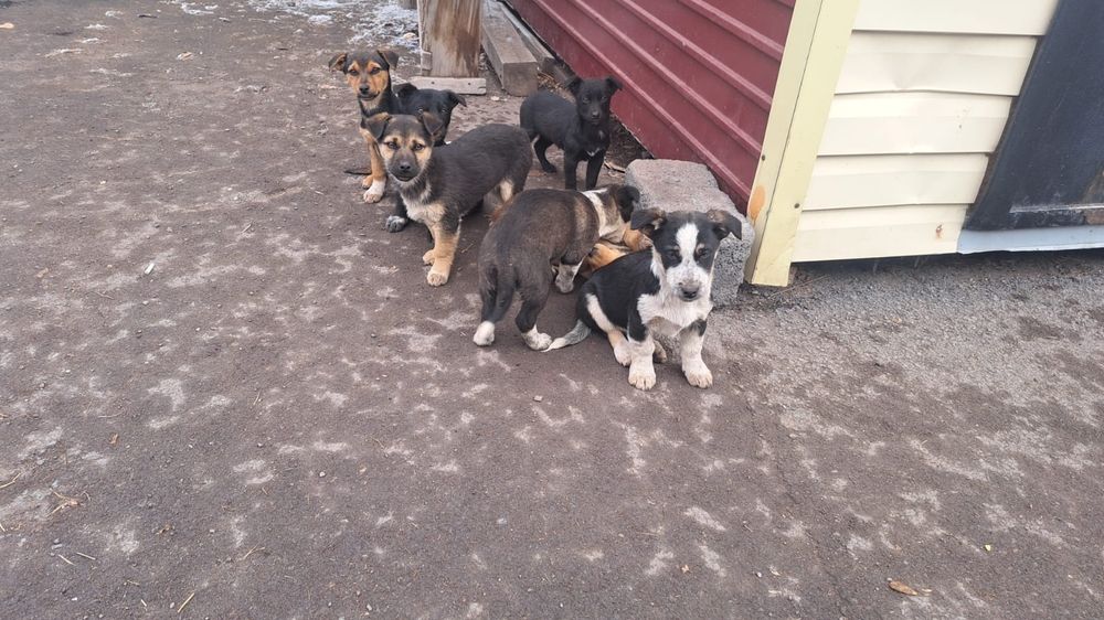 Ищем дом для 10 малышей