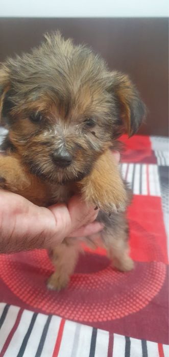 Catei spre adoptie