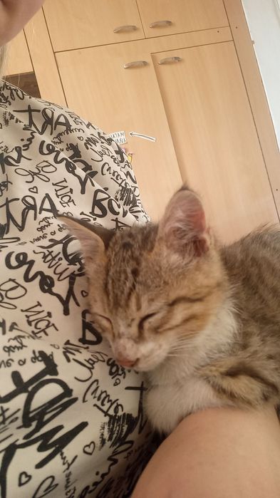 Котёнок мальчик в добрые руки