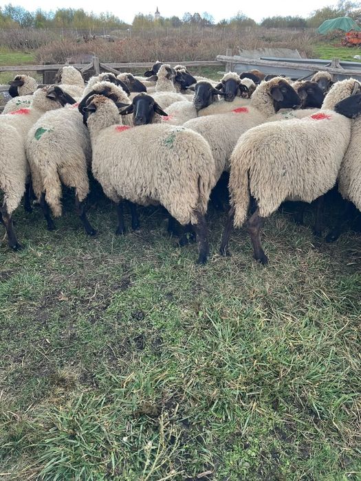 Oi gestante , montate cu suffolk