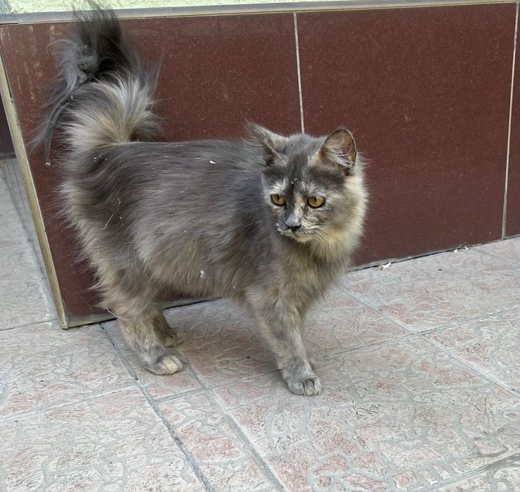 Отдам в добрые руки домашнюю Кошечку