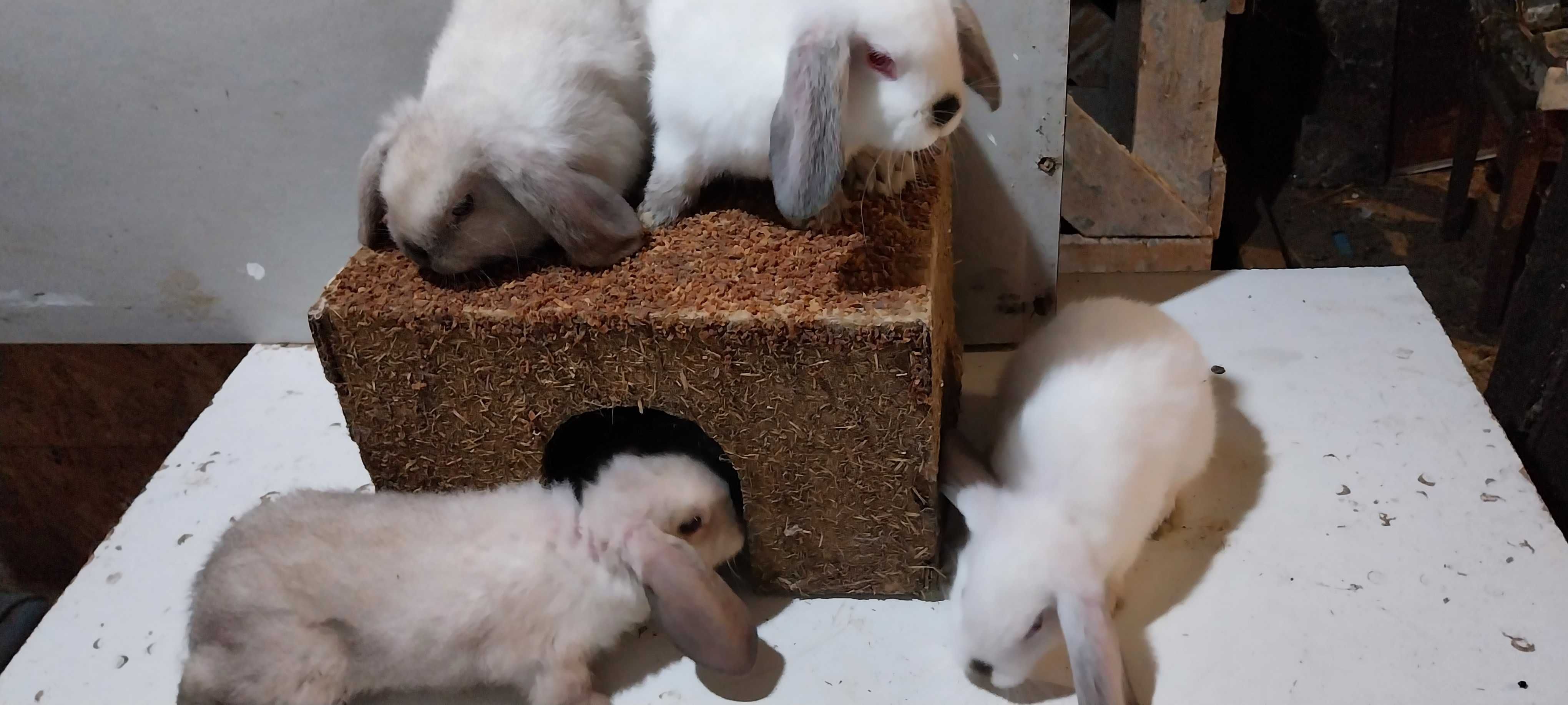 Iepuri Berbec Pitic Iepurasi Mini Lop Holland Lop Iepuri de Apartament