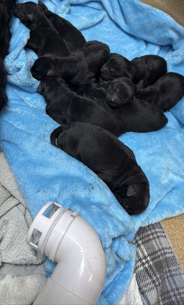 Pui Schnauzer Urias cu pedregree