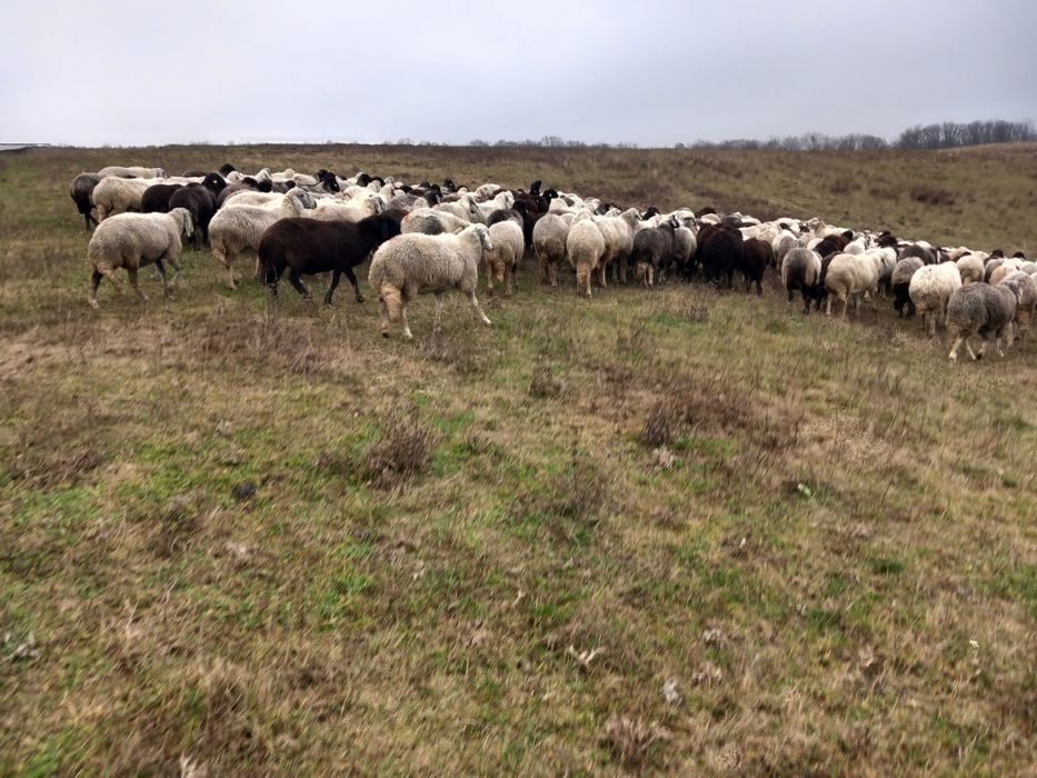 Vând oi karakul de Botosani
