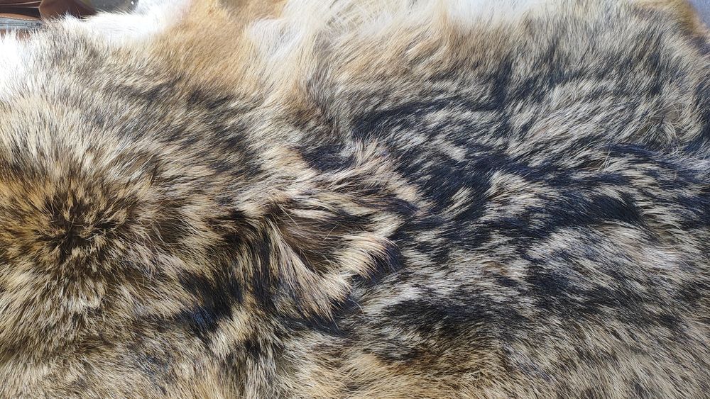 Кожа от чакал, два броя с приблизителен размер 80/40