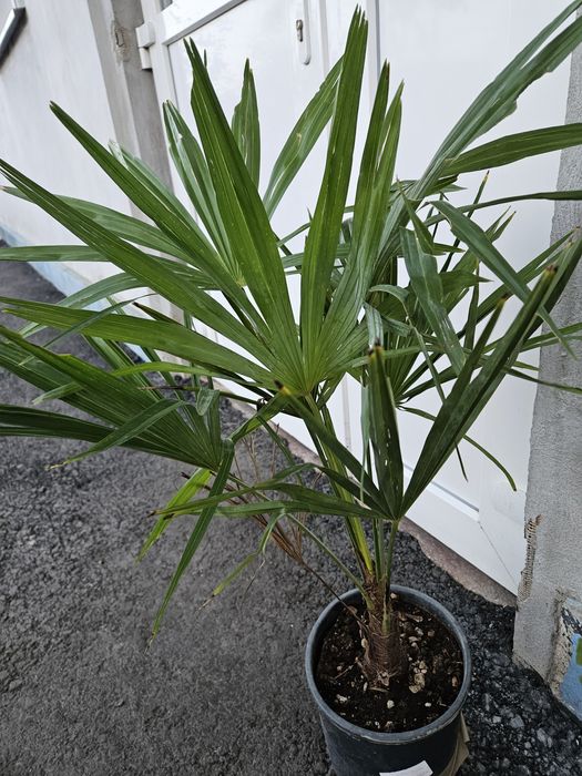 palmier rezistent la inghet