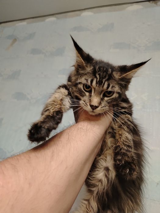 Кошечка мейн-кун