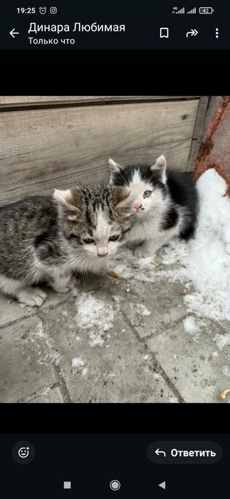 Котята примерно два три месяца