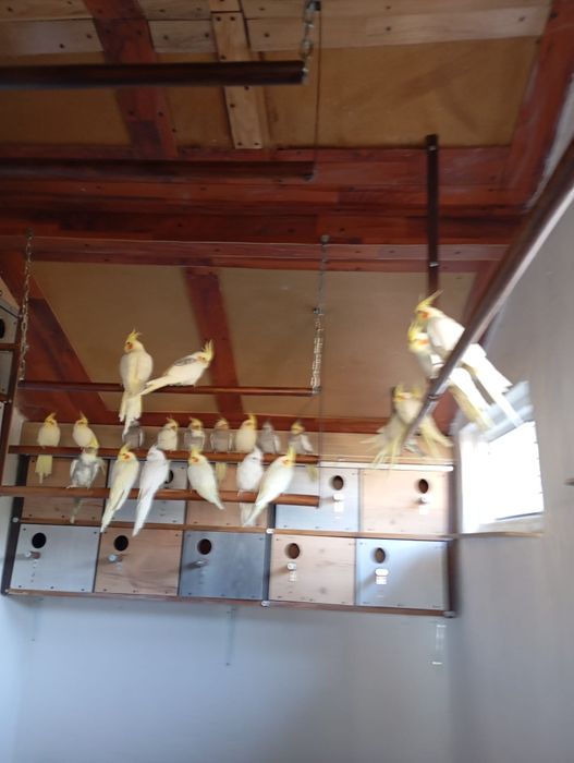 Papagali specii diferite