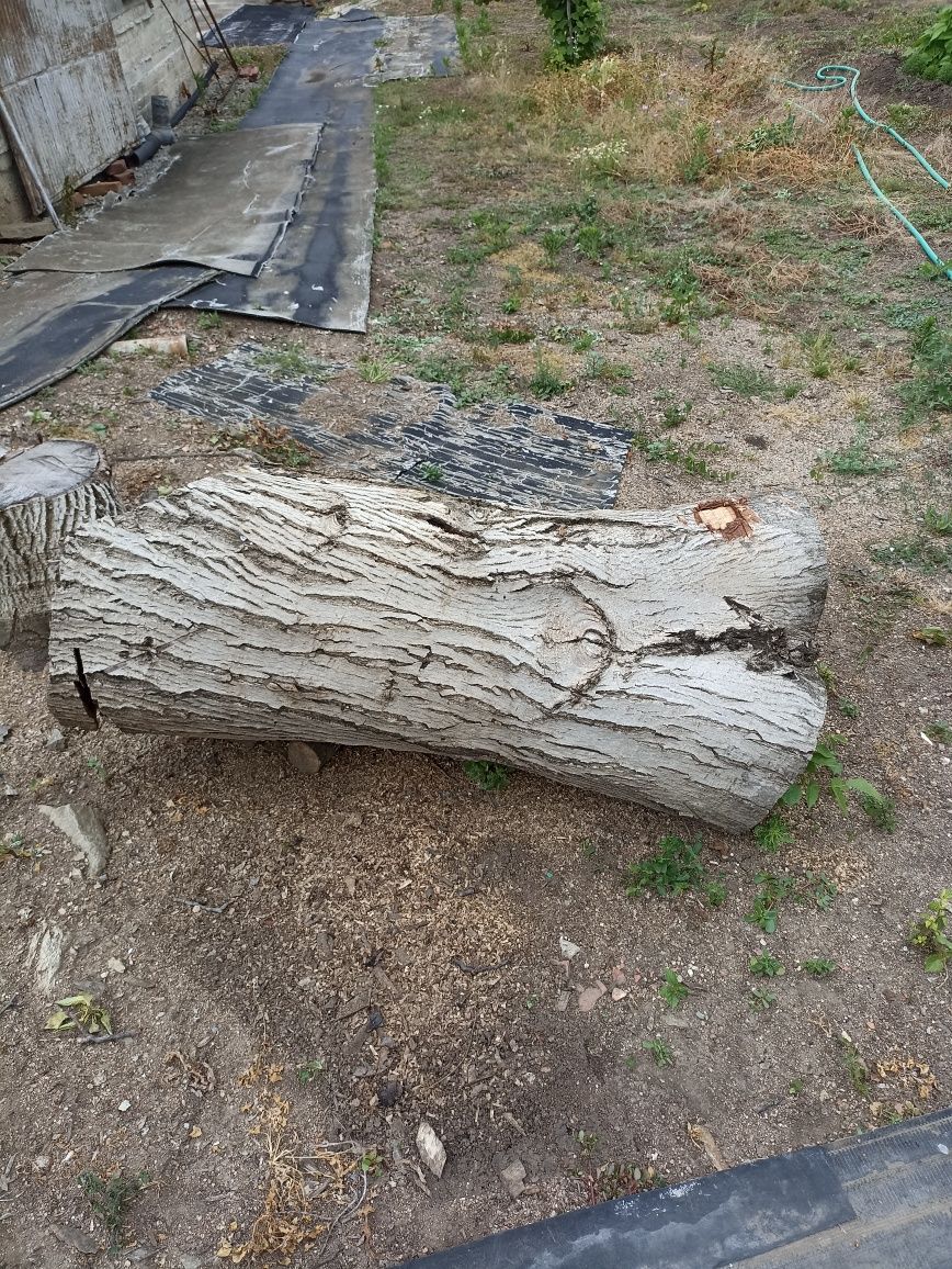 Орех дърво 130х60 см