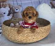 Пудел той Poodle toy Малтипу Maltipoo момиче