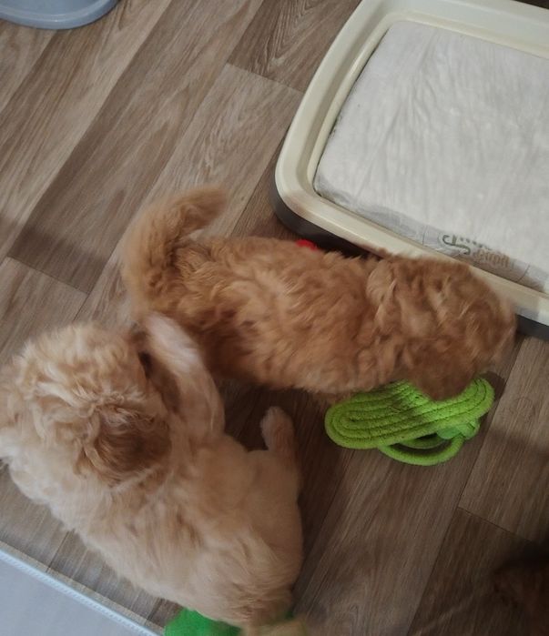 Mini/toy poodle Мини/той момченца