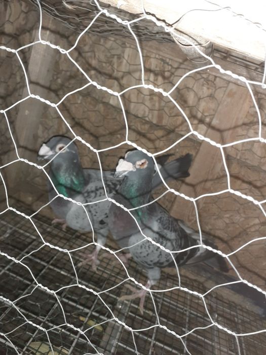 Vând voiajori stil vechi