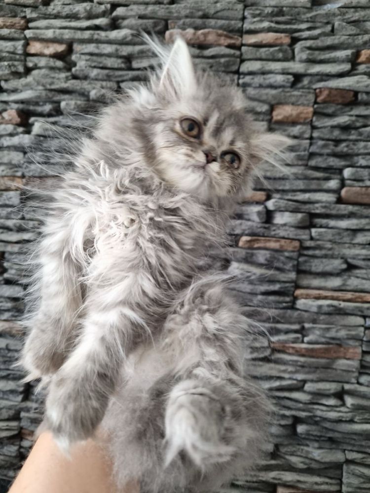 Елитно персийско коте