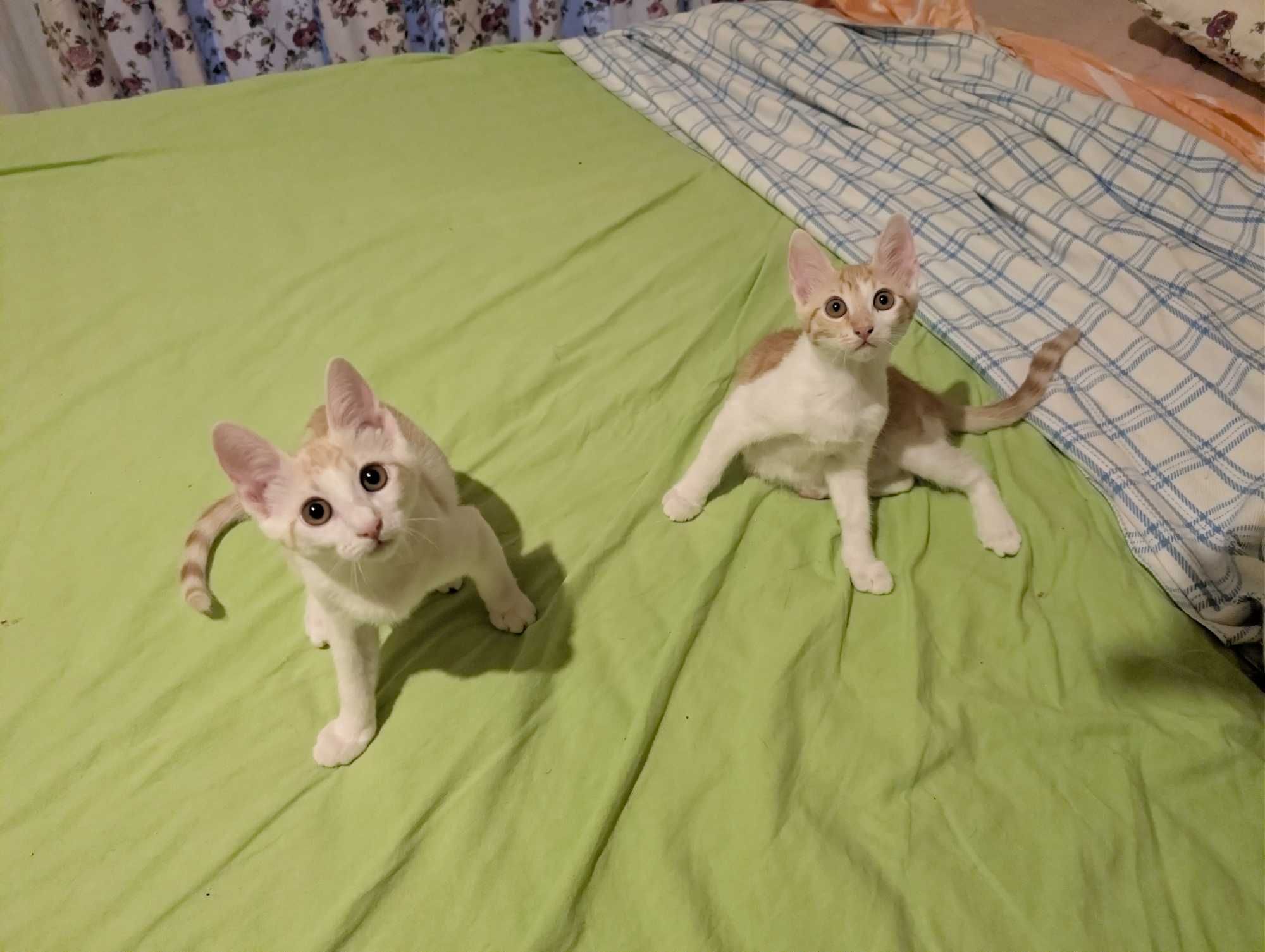 Подарявам 2 котенца