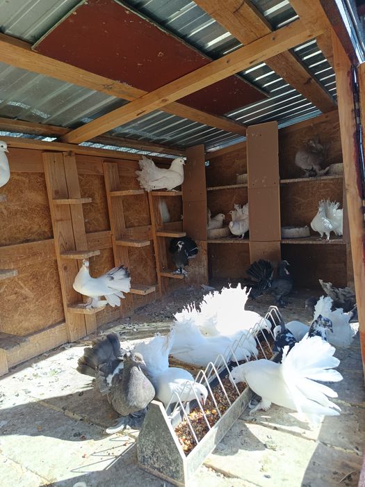 Porumbei de ornament  voltati