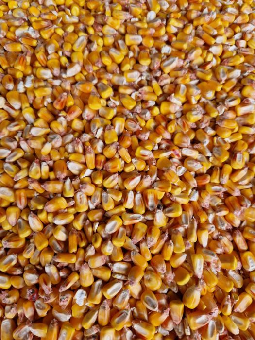 Porumb uscat,grau si ovaz negru