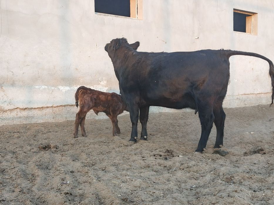 она бола ангус биринчи қорин