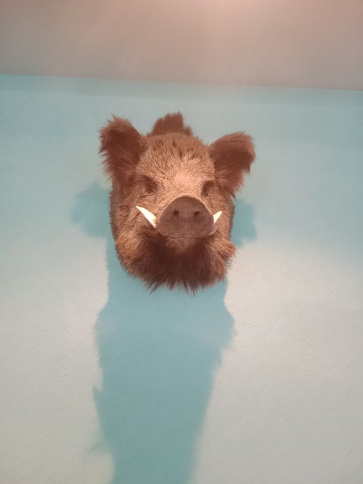 Чучело голова кабана