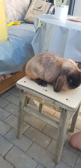 Donez 2 iepuri cap de leu