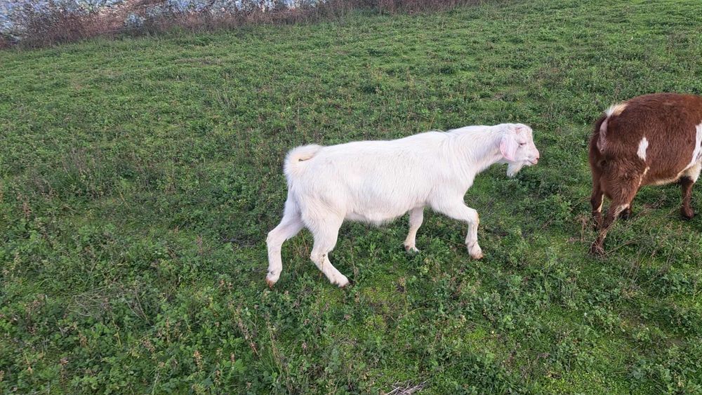 Мъжки ярета за разплод