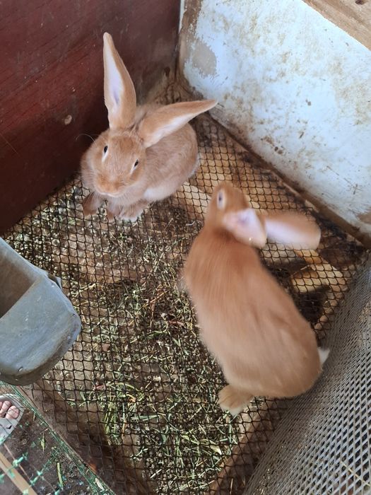Кролики домашние