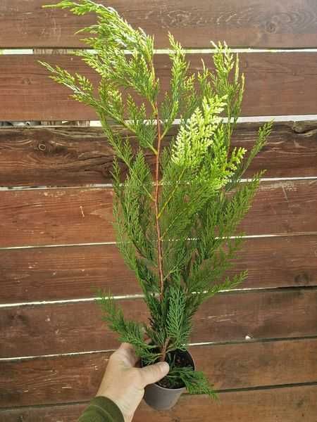 Leylandii Cupressuscyparis 60 cm