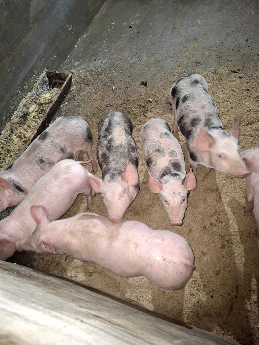 Продавам малки прасенца !