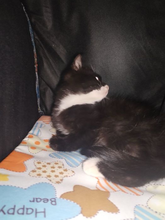 Девочка котенок в поисках дома, Ташкент!