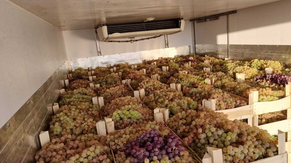 Struguri de masa din Vrancea Ceasla direct din vie sau livrare acasă