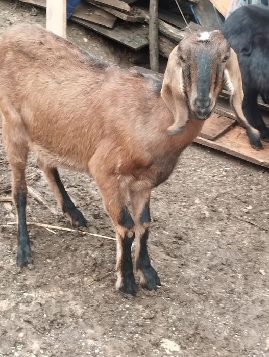 Capre și iede anglonubiene