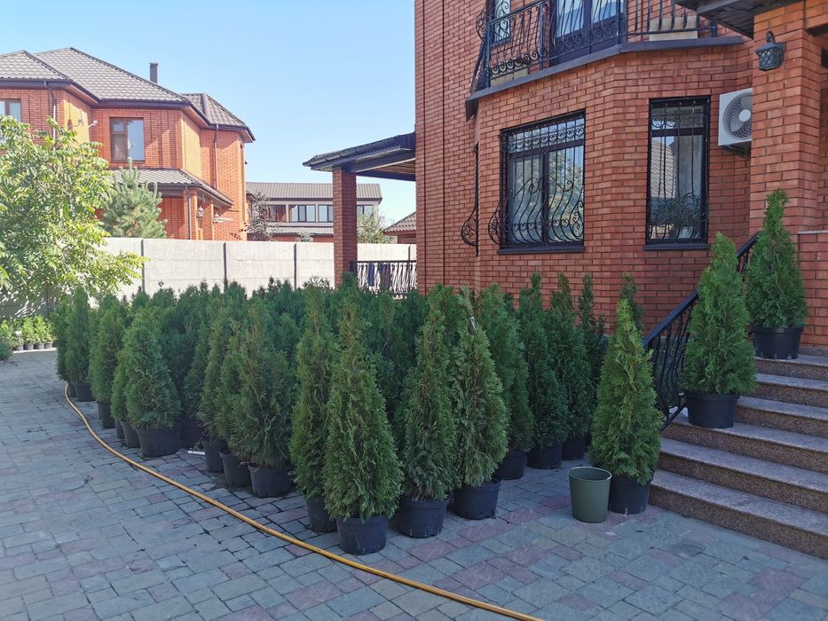Продам саженцы ели, туи, можевельника, кора сосны