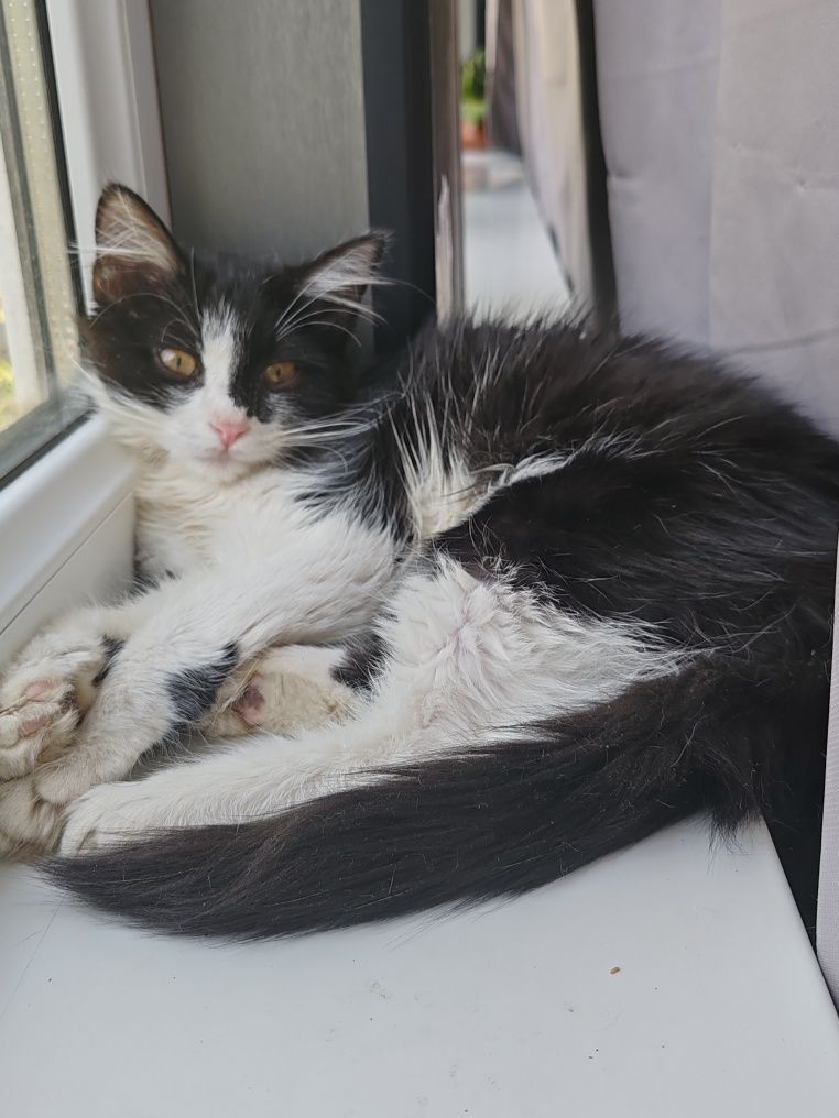 Котенок в поисках любящей семьи