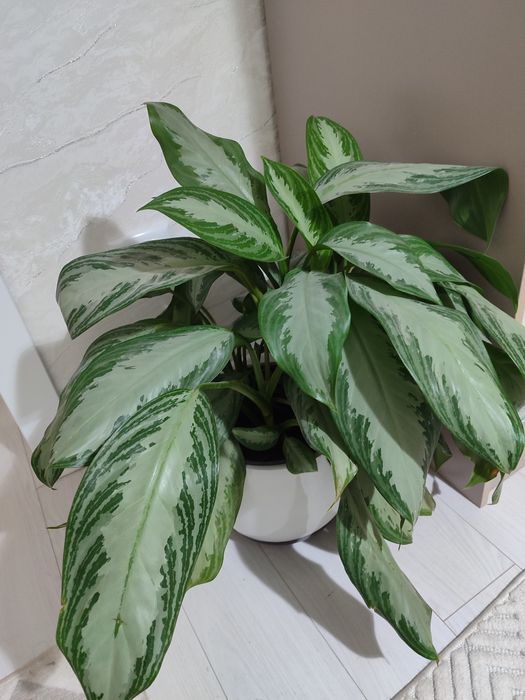 Аглаонема - декоративный цветок