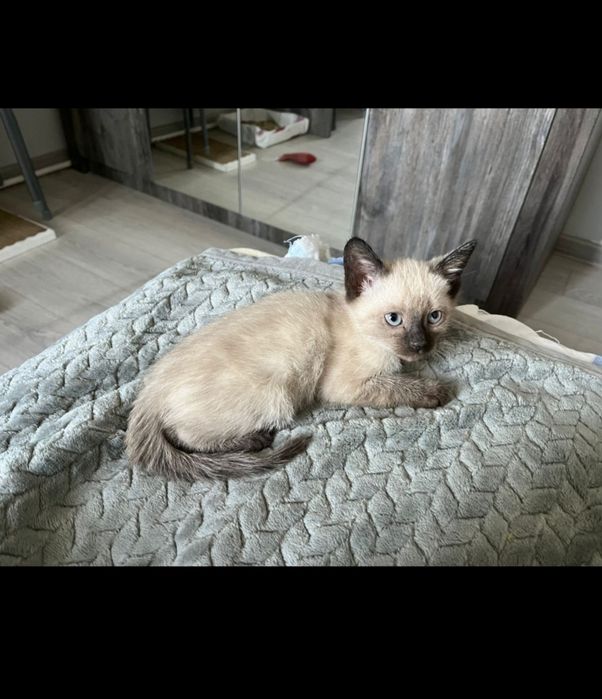 Котята породистые сиамские